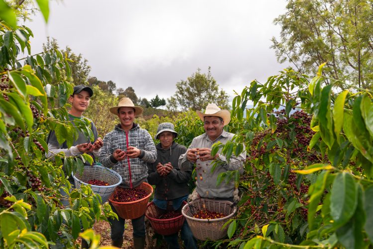 coffee growers 