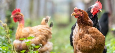 chickens salmonella