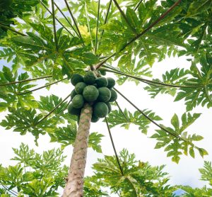 papaya