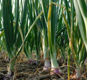 onion growing