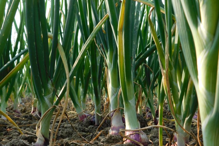 onion growing