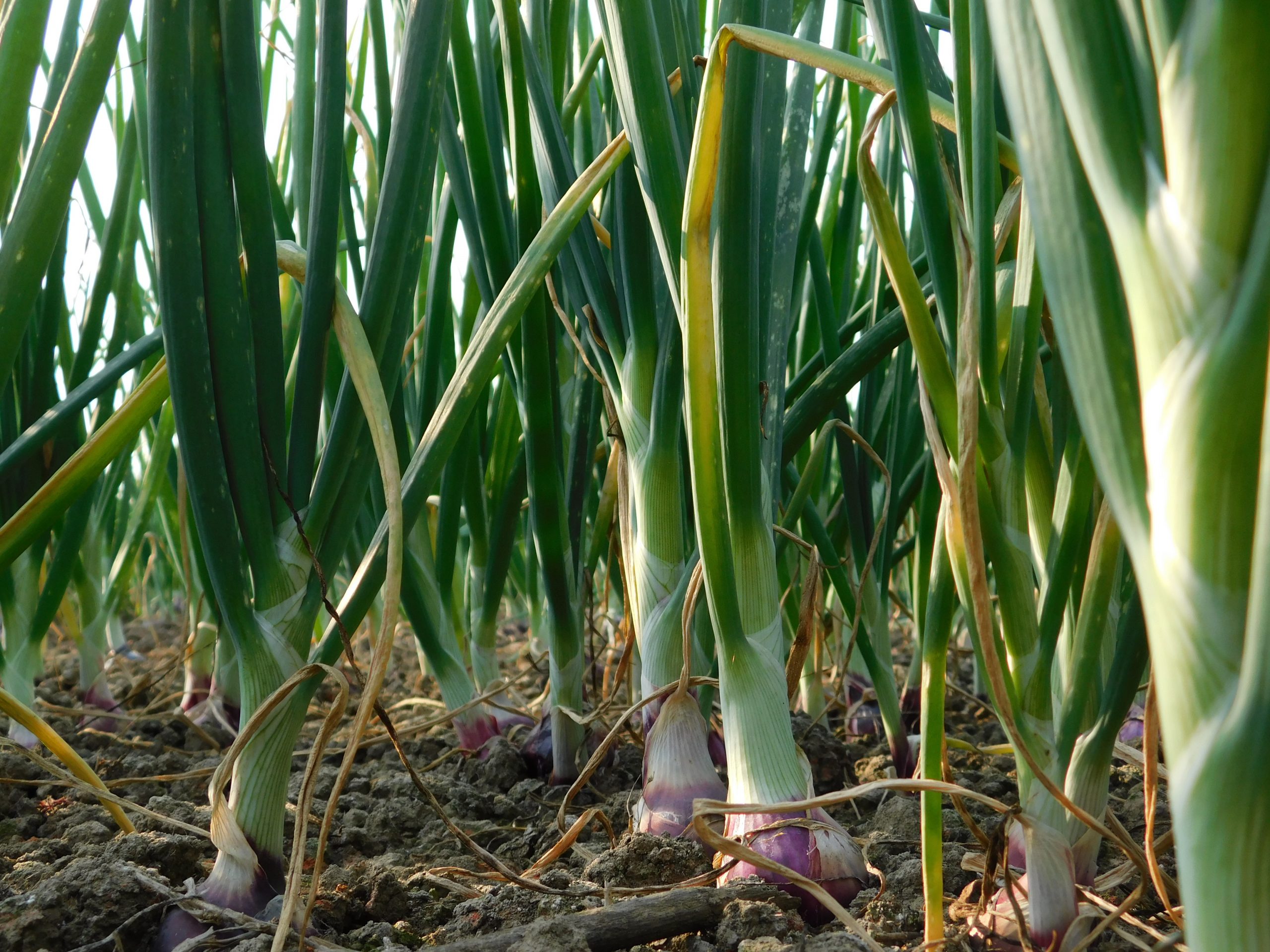 onion growing