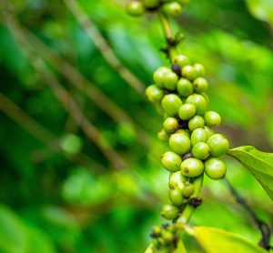 green coffee beans