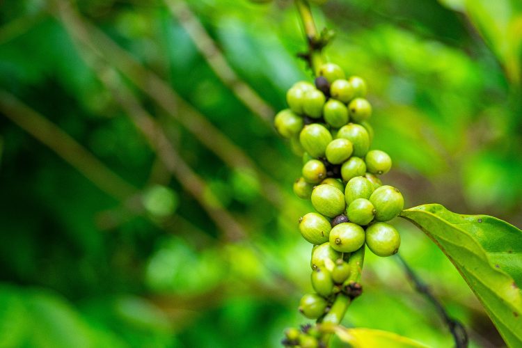 green coffee beans