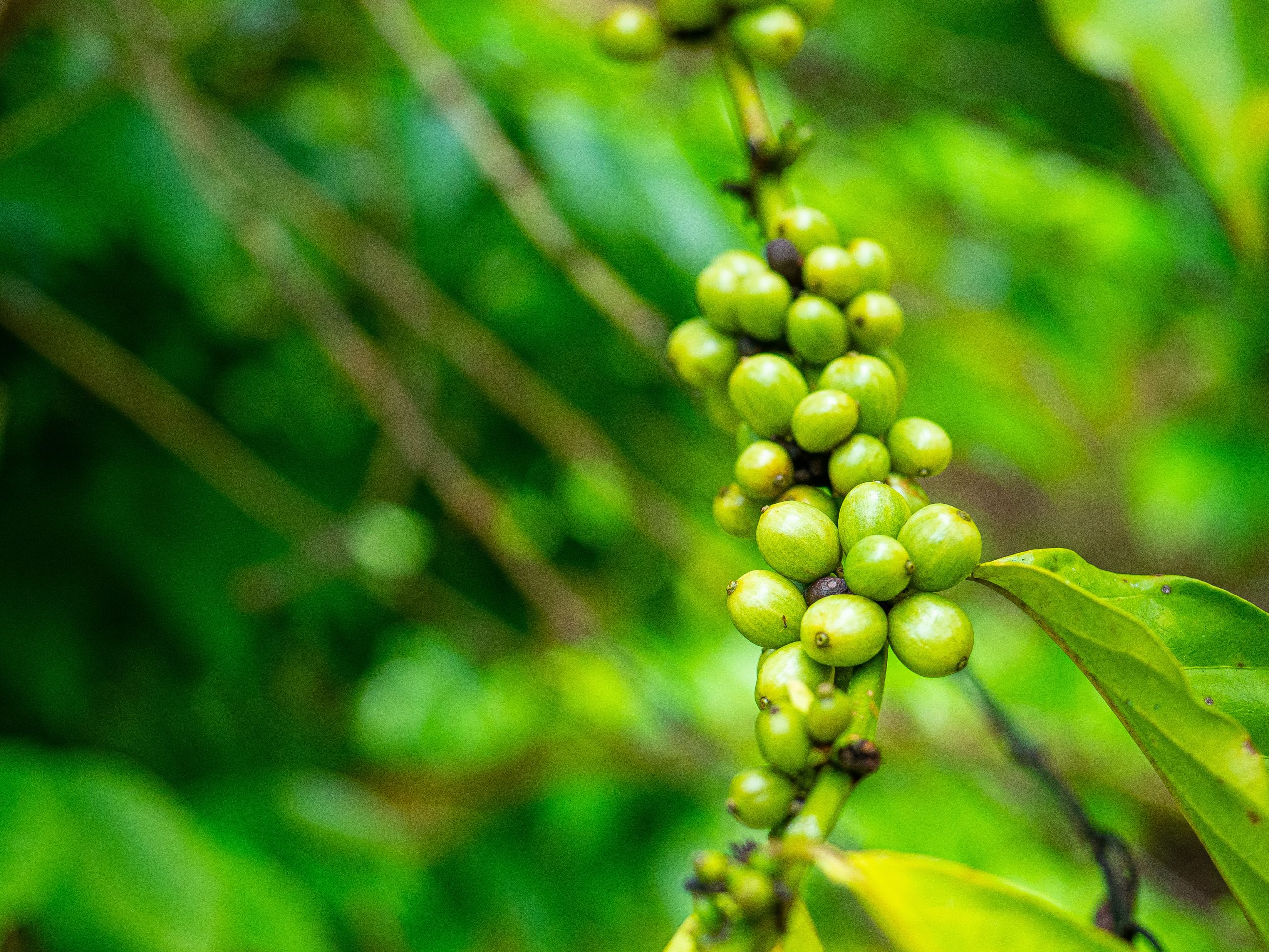 green coffee beans