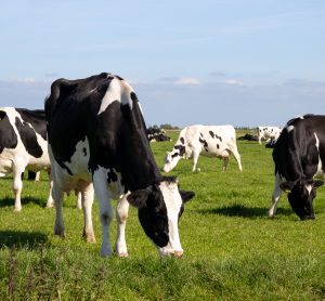 dairy cows