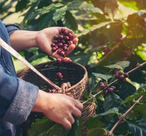 Berry farming