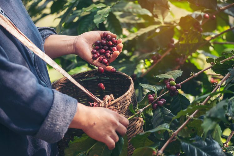 Berry farming