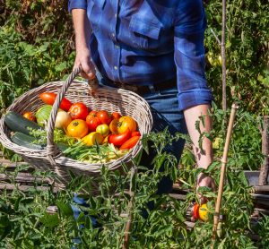 Locavores believe in supporting their local farmers, their local economy, and what is perceived as the most ethical food chain