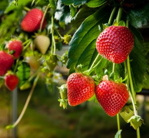 British strawberry farm