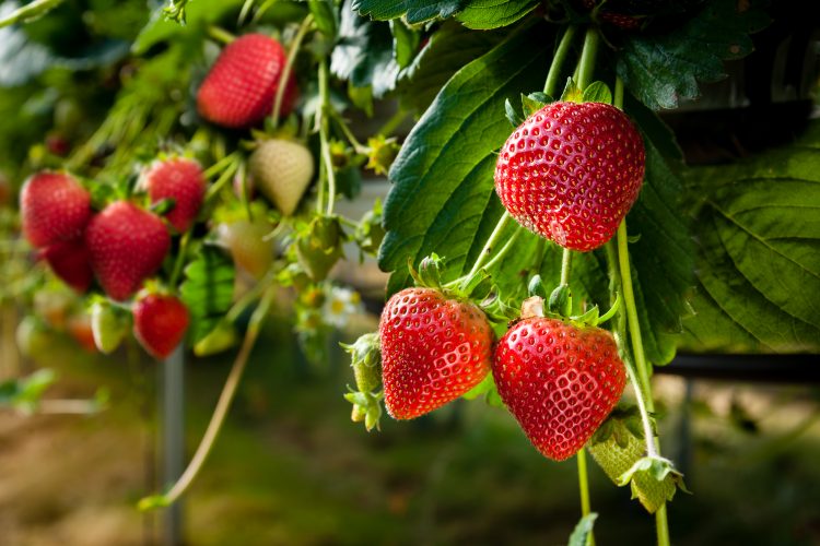 British strawberry farm