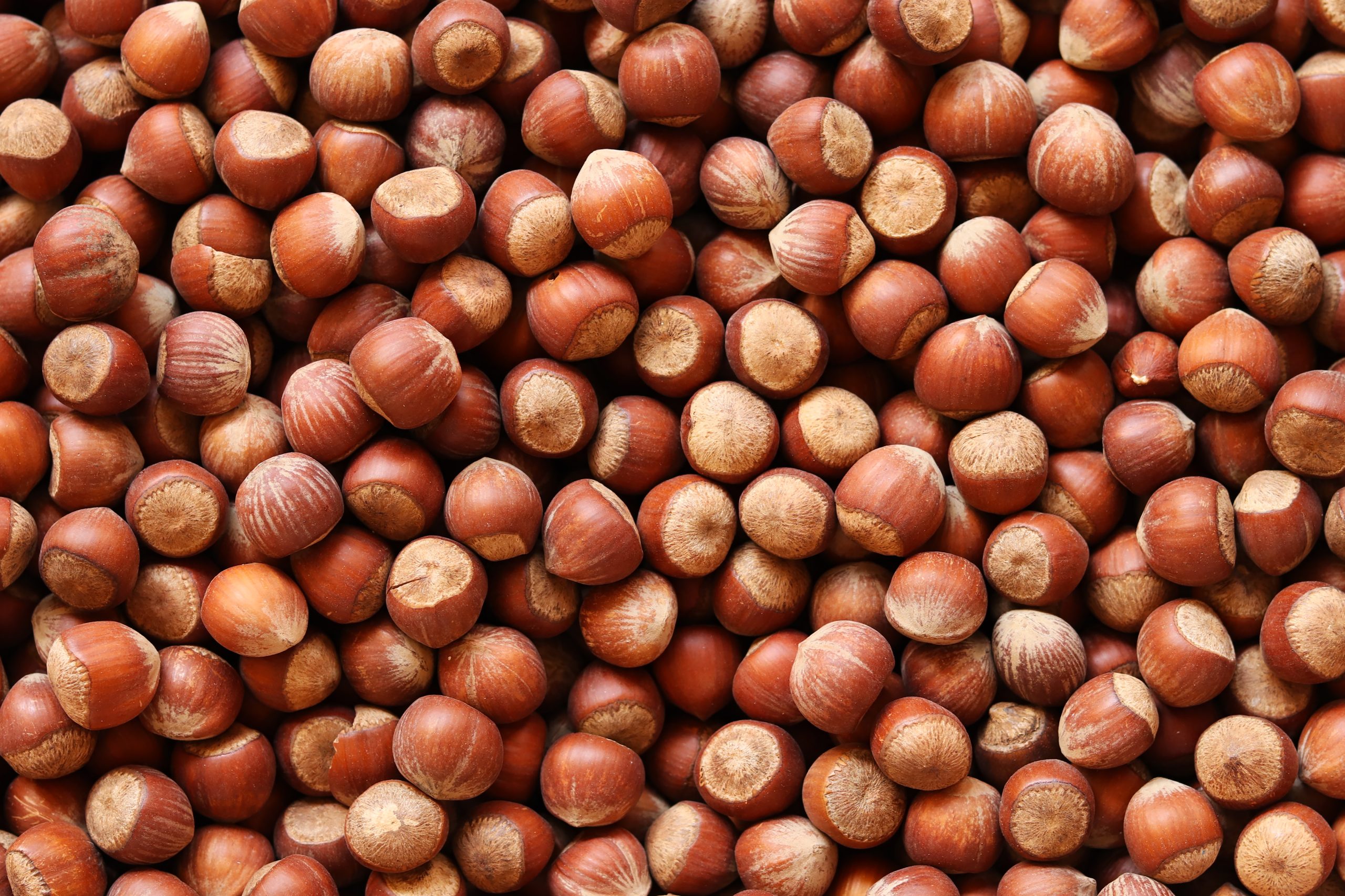 hazelnuts