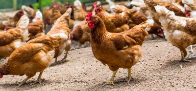 chicken