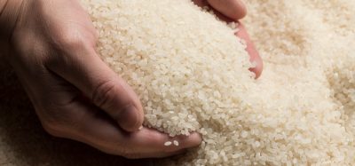 Four arrested on suspicion of fraud in counterfeit rice investigation