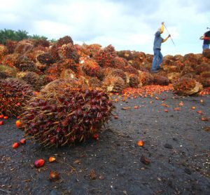 Palm oil