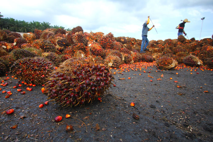 Palm oil