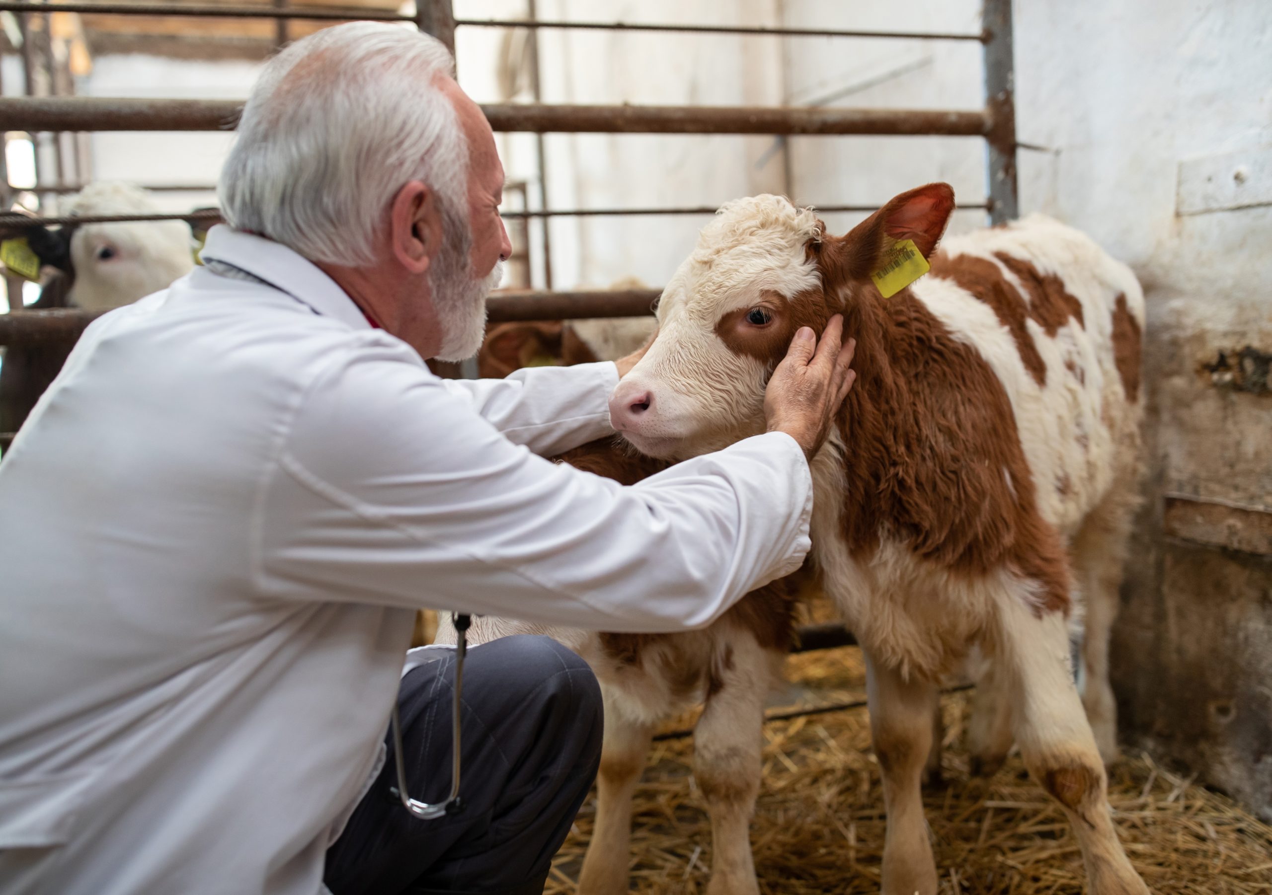 vet checking cow