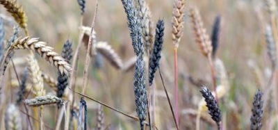 Sooty mould on wheat ears caused by Cladosporium herbarum and Alternaria alternata, fungi that can produce mycotoxins in cereals