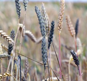 Mycotoxins: the silent, escalating threat to global food security