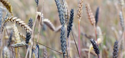 Mycotoxins: the silent, escalating threat to global food security