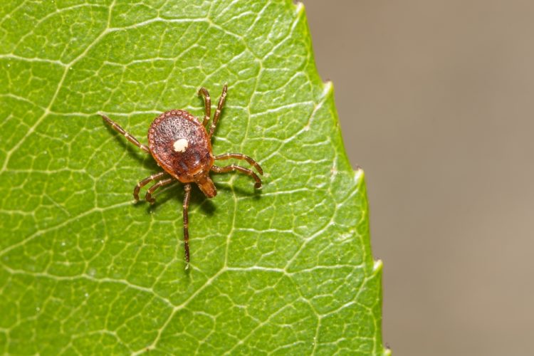 First confirmed death from alpha-gal meat allergy caused by tick bite