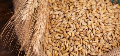 grain