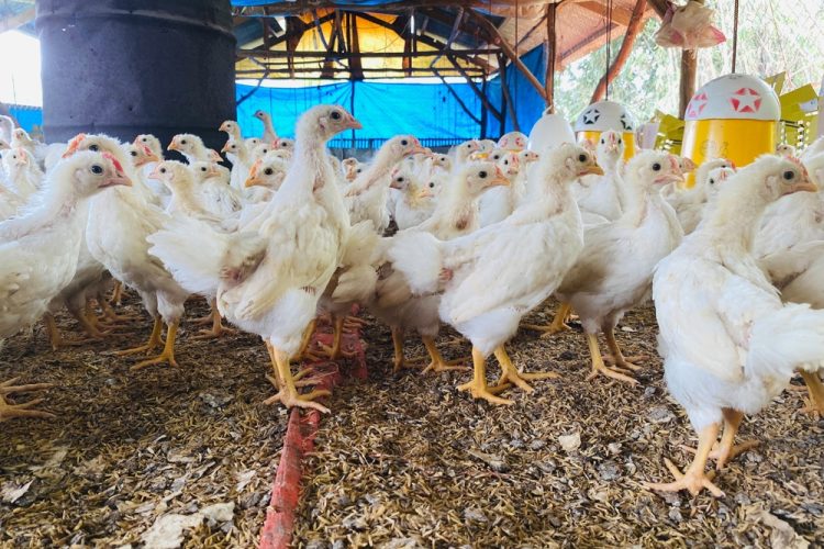 The Government’s upcoming animal welfare strategy must confront the hidden cruelty in the UK egg industry