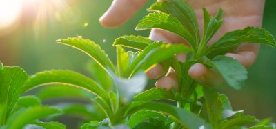 hand holding stevia