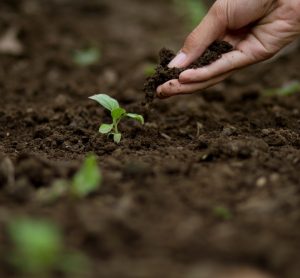 From the ground up: why non-state action will be vital for soil health at COP30