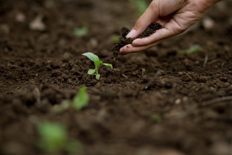 From the ground up: why non-state action will be vital for soil health at COP30