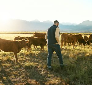 cows farmer