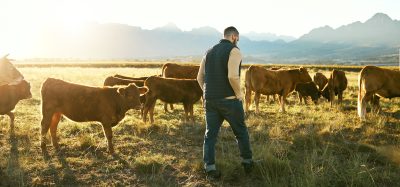 cows farmer