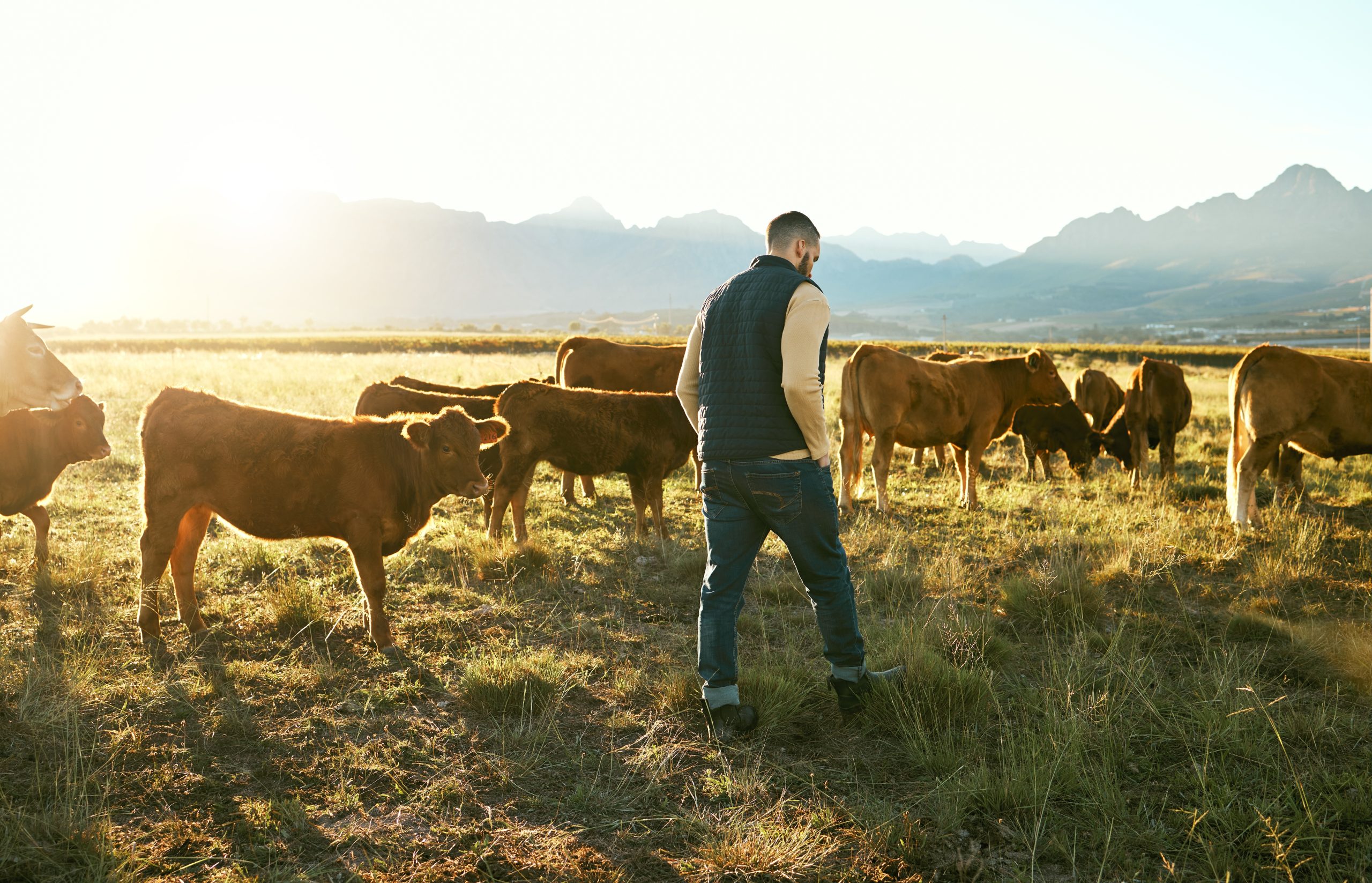 cows farmer