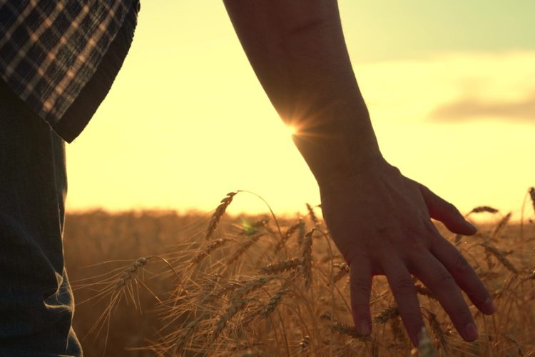 UK food system needs wartime-scale reset to protect economy and NHS