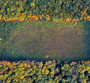 Deforestation-free supply chains are possible but uncommon, outlines new data