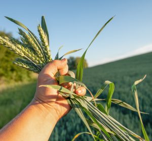 crops