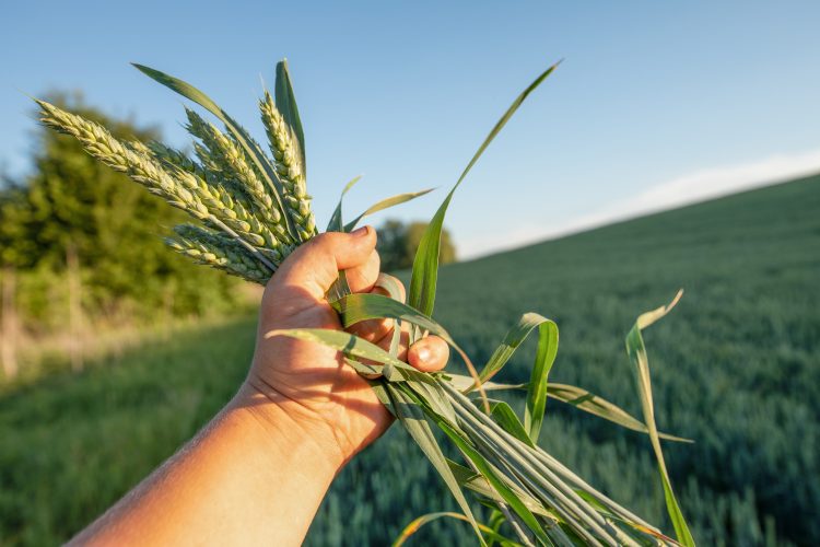 crops