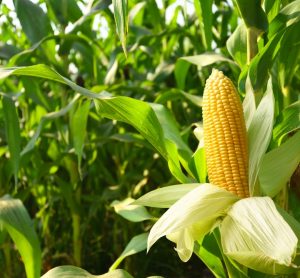 General Mills partners with Euralis to accelerate regenerative agriculture in Green Giant sweetcorn production