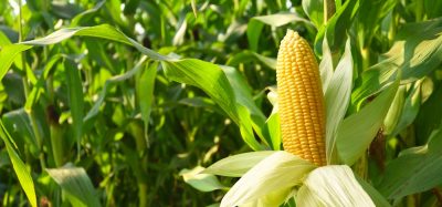 General Mills partners with Euralis to accelerate regenerative agriculture in Green Giant sweetcorn production