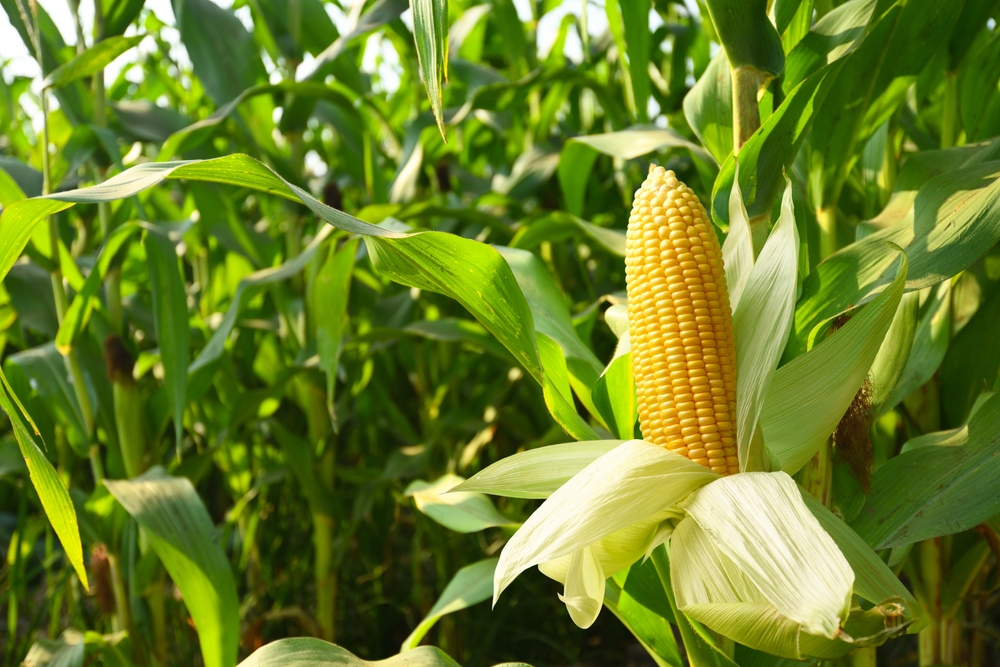 General Mills partners with Euralis to accelerate regenerative agriculture in Green Giant sweetcorn production