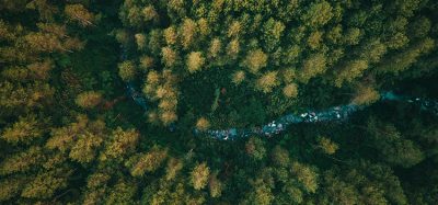 Forests alleviate hunger and boost sustainability, study finds