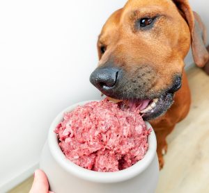 FSA issues warning on safe handling of contaminated raw pet food