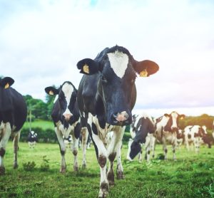 Turning sustainability into value: the digital roadmap for climate-smart dairy