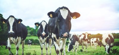 Turning sustainability into value: the digital roadmap for climate-smart dairy