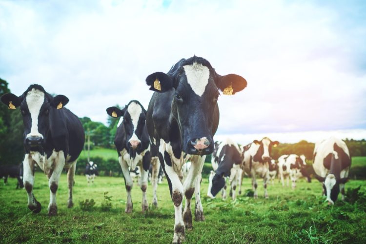Turning sustainability into value: the digital roadmap for climate-smart dairy
