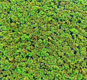 azolla