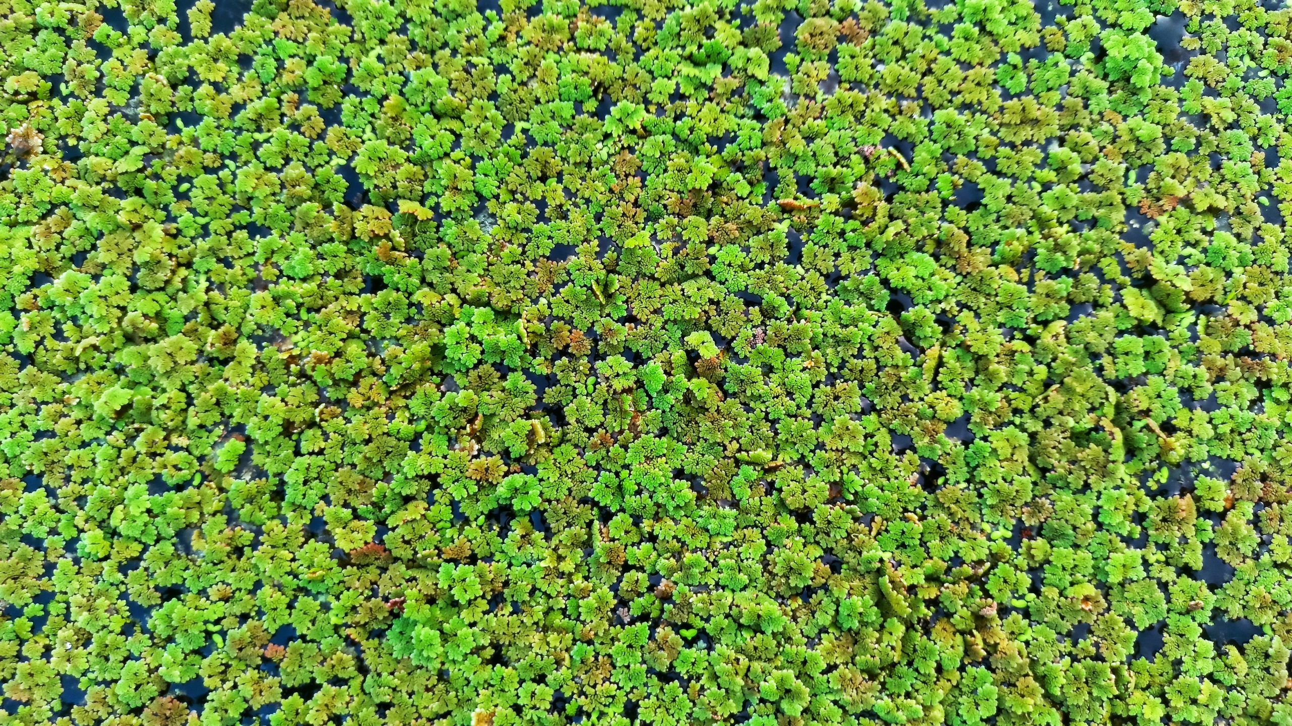 azolla