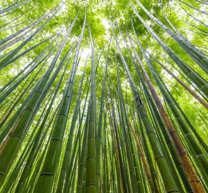 Bamboo emerges as promising sustainable superfood with notable health benefits in global academic review