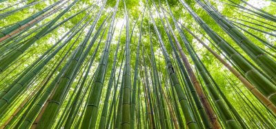 Bamboo emerges as promising sustainable superfood with notable health benefits in global academic review