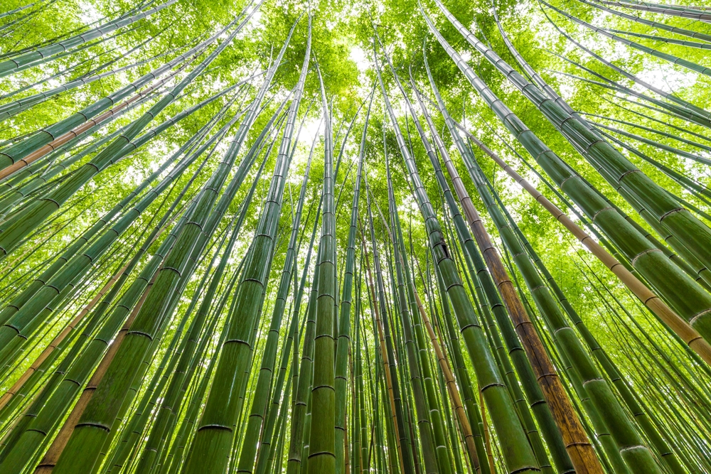 Bamboo emerges as promising sustainable superfood with notable health benefits in global academic review